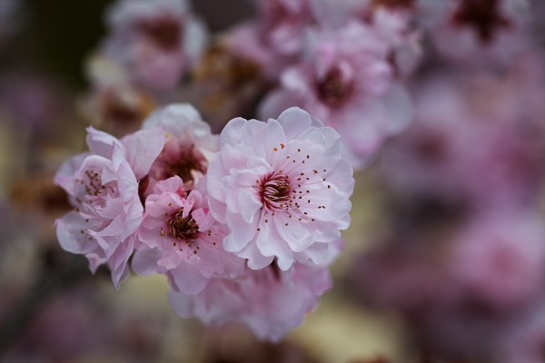 Spring Pink Blossom Nature by Joy Watson